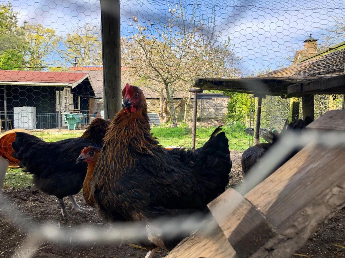 Hoeve Te Gast - Vakantieboerderij Groet Eksteriør billede